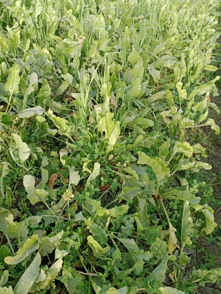 البنجر دا عمره 120 يوم واصفر ومش مجدد اي الحل اديه كيماوي تاني ولا اي